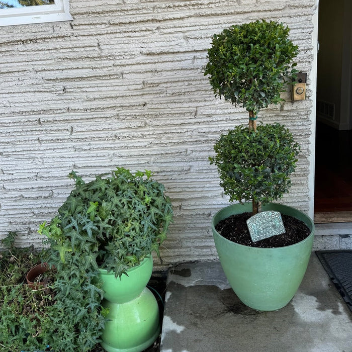 Topiary Eugenia 2-Ball Tree Form deco container 2gal.