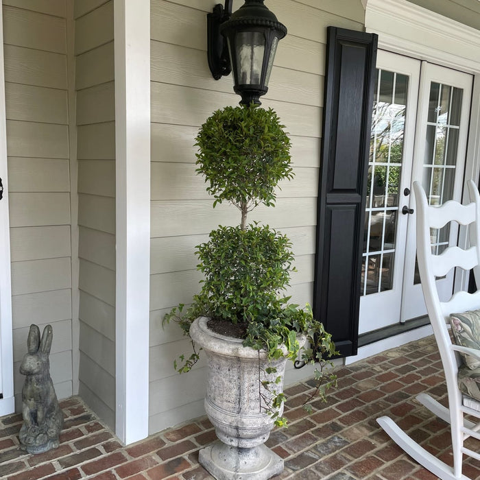 Mature Topiary Eugenia 2-Ball Tree Form, Topiary plant in a stone urn on a porch with a light fixture and rocking chair.