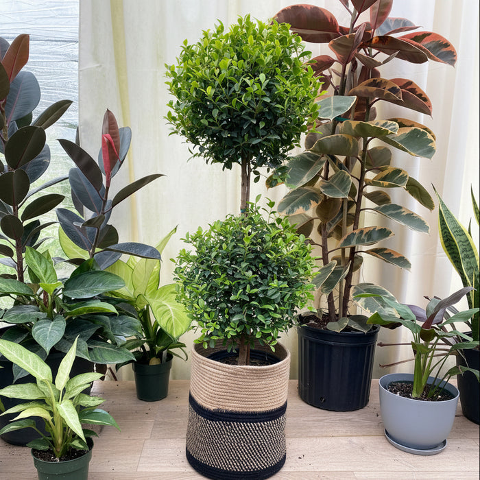 Topiary Eugenia 2-Ball Tree Form nursery container 2gal. A potted Eugenia Globulus topiary tree with a rounded shape, displayed among other potted plants.