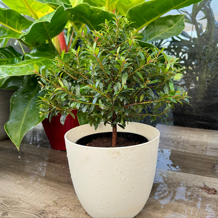 Topiary Eugenia Tree Form Bonsai in white deco pot 1gal