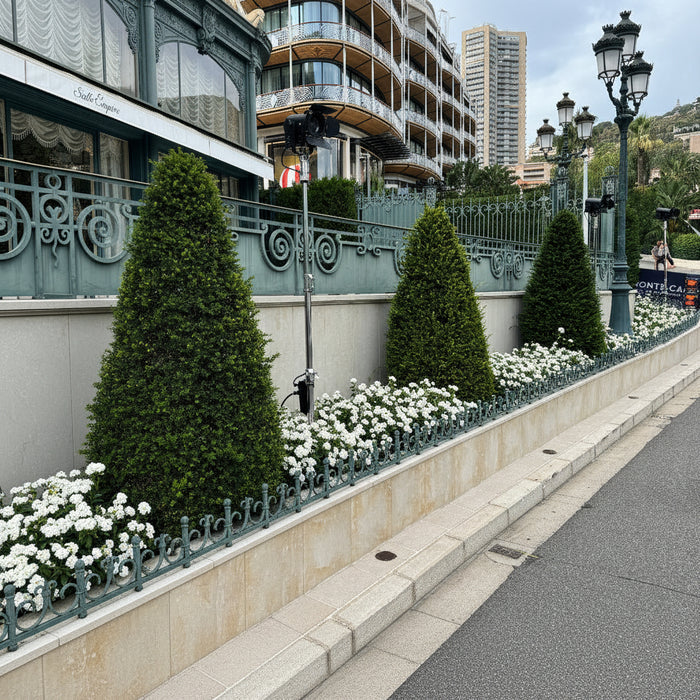 Mature Topiary Eugenia Cone, Pyramid Tree planted in driveway hotel