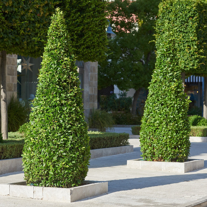 Mature Topiary Eugenia Cone, Pyramid Tree planted in courtyard