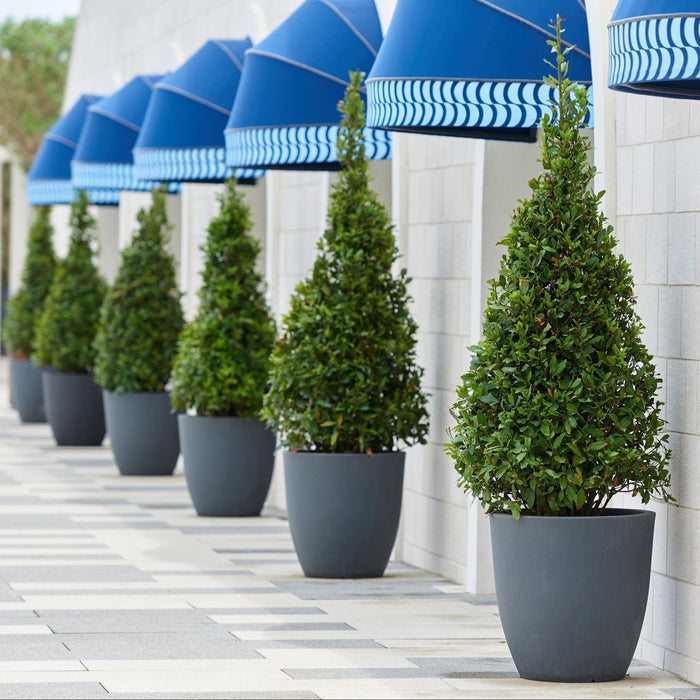 Mature Topiary Eugenia Cone, Pyramid Tree planted in courtyard