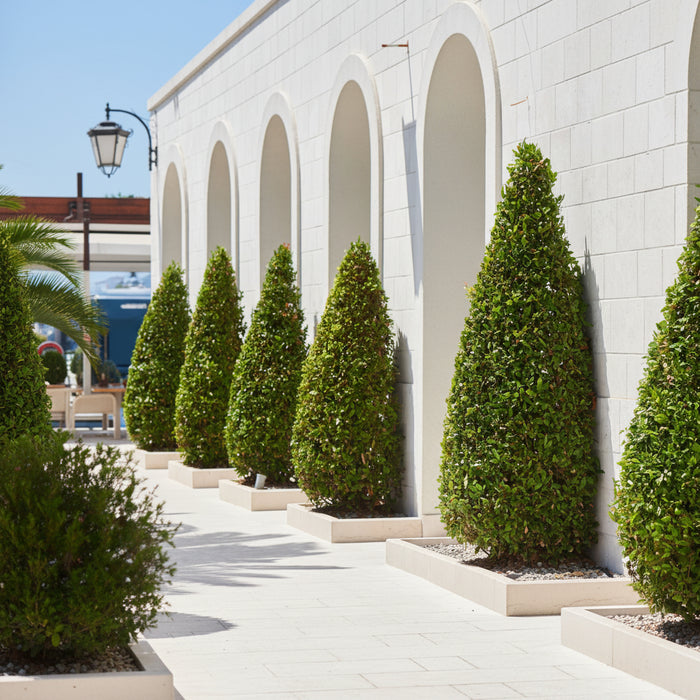 Mature Topiary Eugenia Cone, Pyramid Tree planted in courtyard
