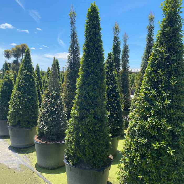 Mature Topiary Eugenia Cone, Pyramid Tree planted in nursery container 7gal