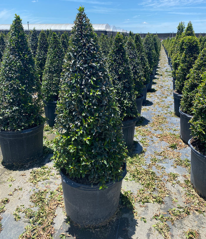 Mature Topiary Eugenia Cone, Pyramid Tree planted in nursery container 5gal