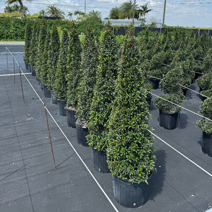 Row of Topiary Eugenia Cone, Tree Form potted in nursery pot 5gal