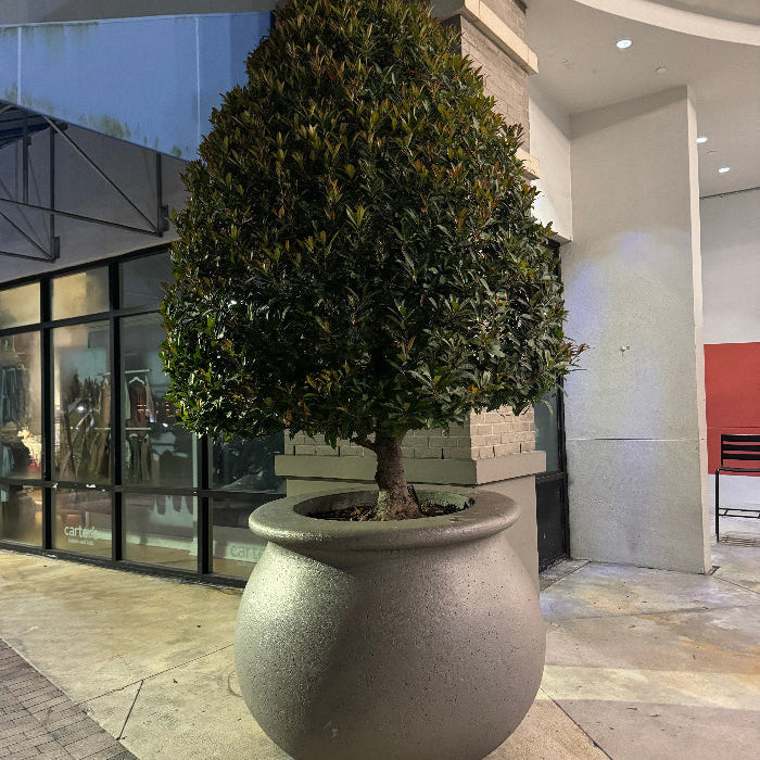 Topiary Eugenia Cone, Tree Form potter in stone planter mature tree