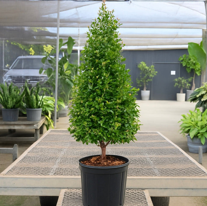 Topiary Eugenia Cone, Tree Form potted nursery pot 5gal