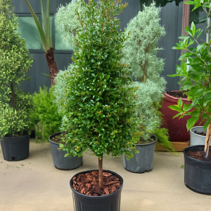 Topiary Eugenia Cone, Tree Form potted in nursery pot 5gal