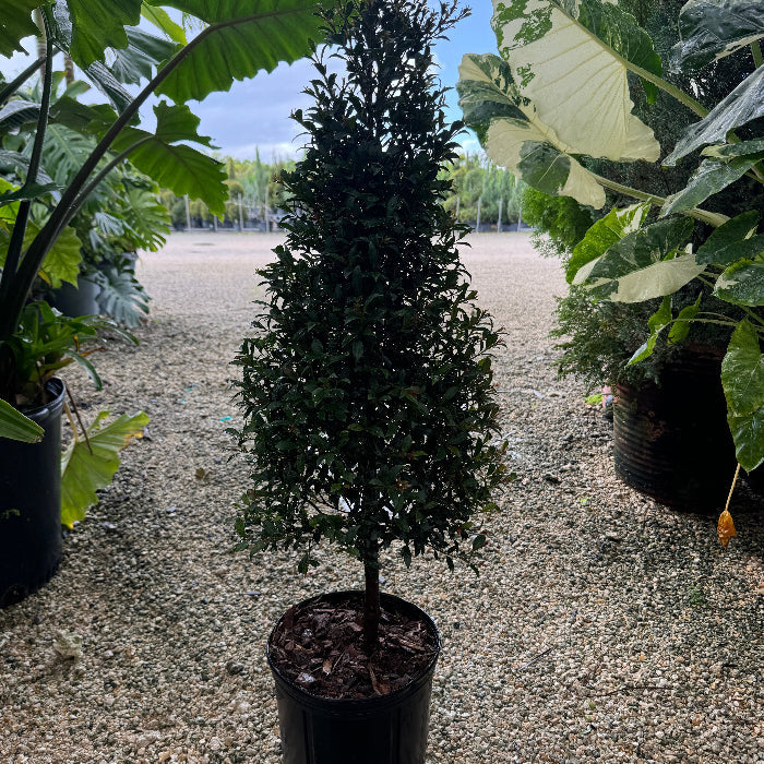 Topiary Eugenia Cone, Tree Form potted in nursery pot 5gal