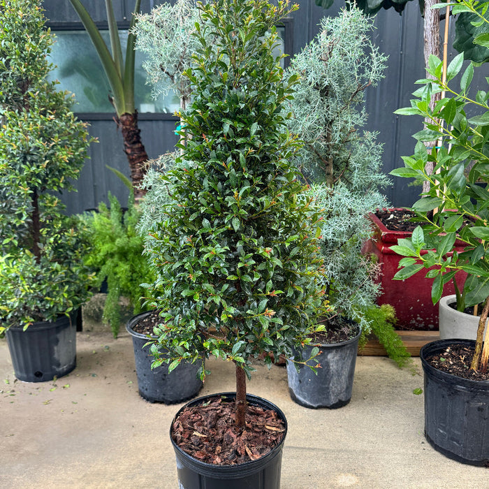 Topiary Eugenia Cone, Tree Form potted in nursery pot 5gal