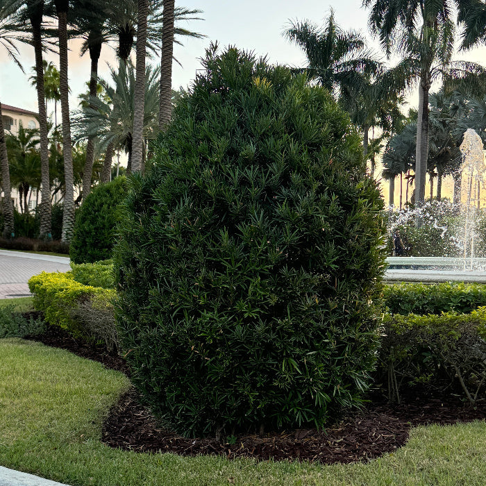 Large Mature Topiary Eugenia Cosmic Egg Shape Planted in Garden