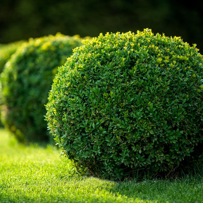 Large Mature Topiary Eugenia Cosmic Egg Shape Planted in Garden