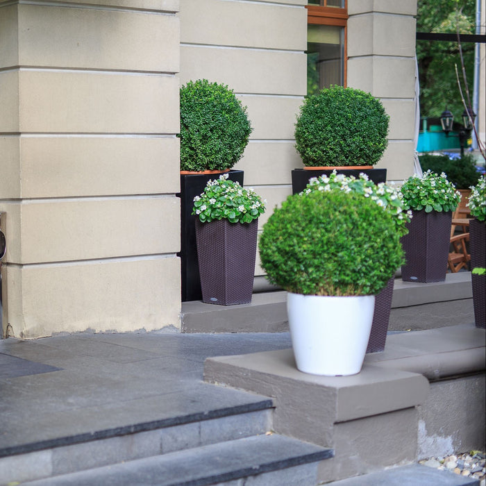 Large Mature Topiary Eugenia Cosmic Egg Shape Planted in Garden