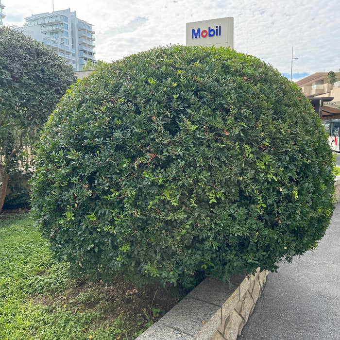 Large Mature Topiary Eugenia Cosmic Egg Shape Planted in Garden