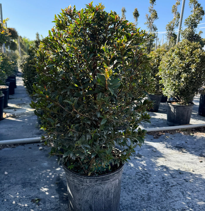 Topiary Eugenia Cosmic Egg Shape Nursery Pot 5gal