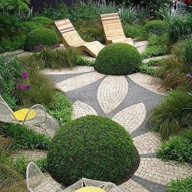 Mature Topiary Eugenia Cosmic Egg Shape Planted in Garden