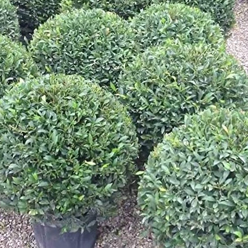 Topiary Eugenia Globulus Sphere Tree nursery container 2gal