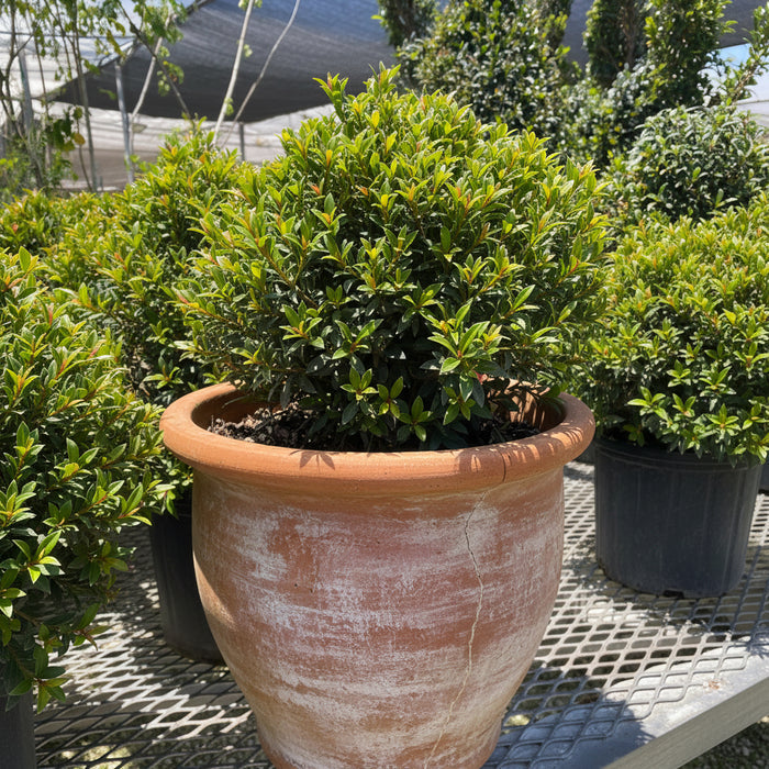 Topiary Eugenia Globulus Sphere Tree nursery container 2gal