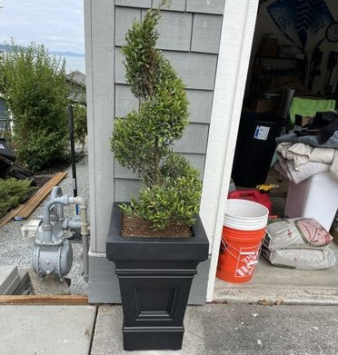 Topiary Eugenia Spiral, Tree Form potted in deco pot 5gal