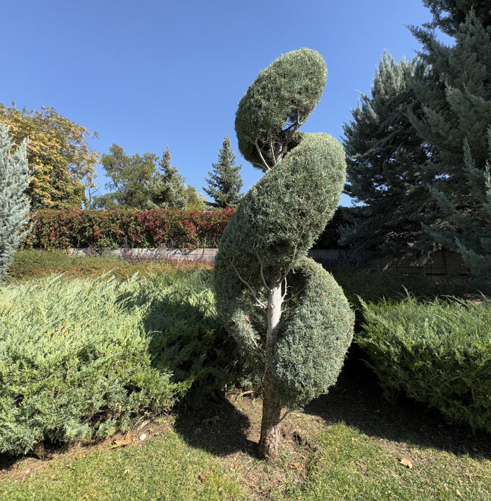 Corkscrew topiary, Helical topiary, spiral topiary tree, planted in garden mature tree