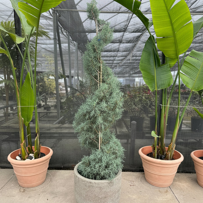 Topiary Spiral Blue Ice Arizona Cypress Nursery Pot 5gal