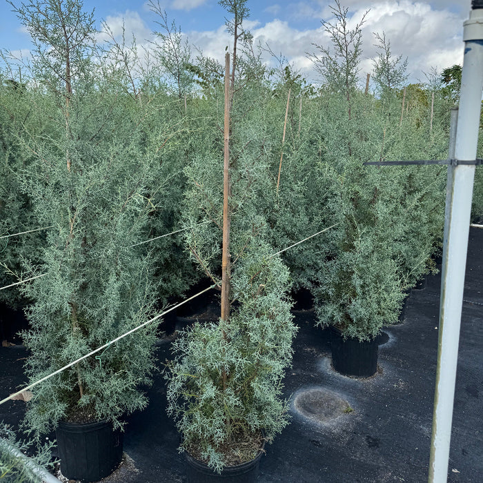 Topiary Spiral Blue Ice Arizona Cypress Nursery Pot 5gal