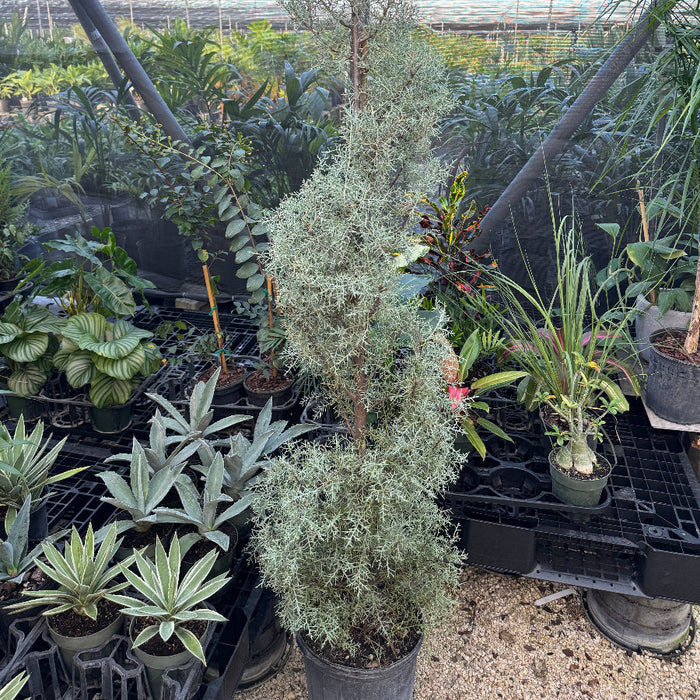 Topiary Spiral Tree Form Blue Ice Arizona Cypress Nursery Container 5gal