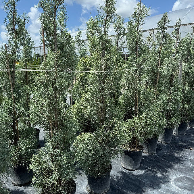Topiary Spiral Blue Ice Arizona Cypress Nursery Pot 5gal