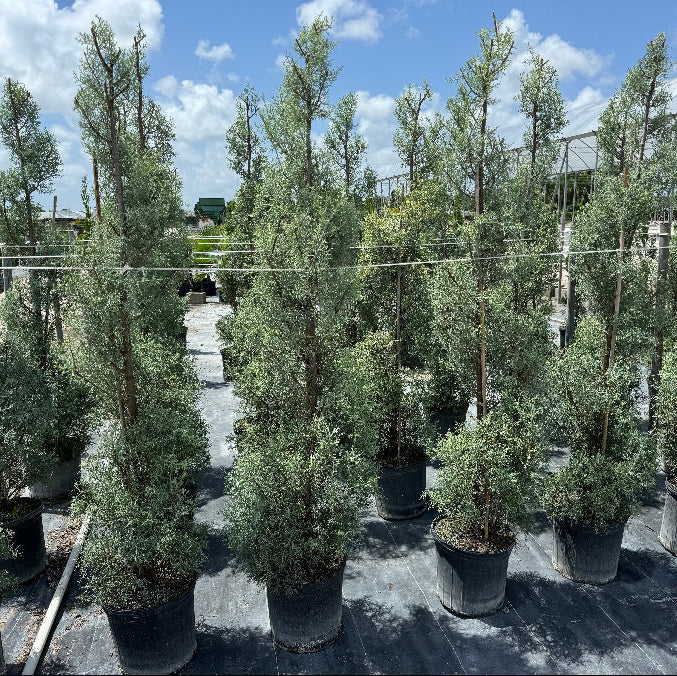 Topiary Spiral Blue Ice Arizona Cypress Nursery Pot 5gal