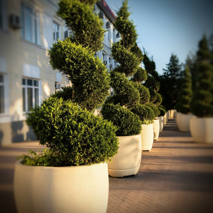 Topiary Spiral Brodie Eastern Red Cedar Juniper in stone container 7gal nursery pot drop in.