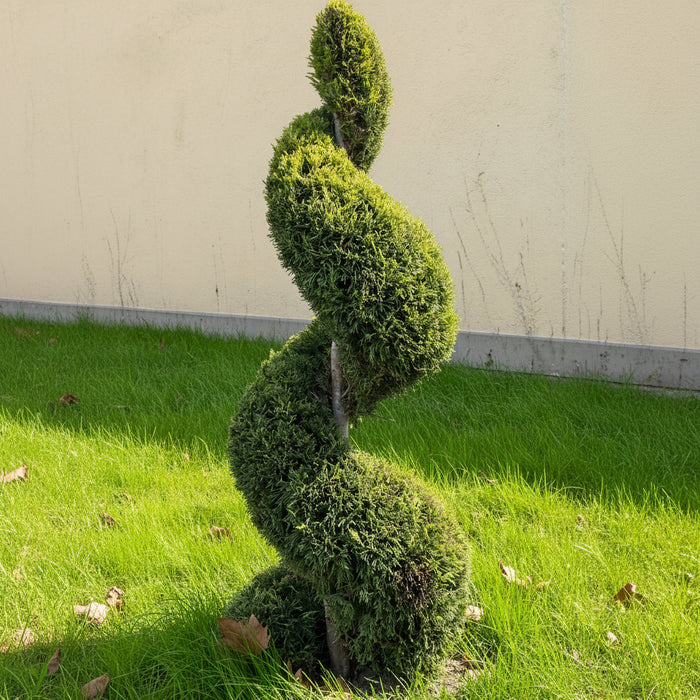 Mature Topiary Spiral Brodie Eastern Red Cedar Juniper planted in garden.