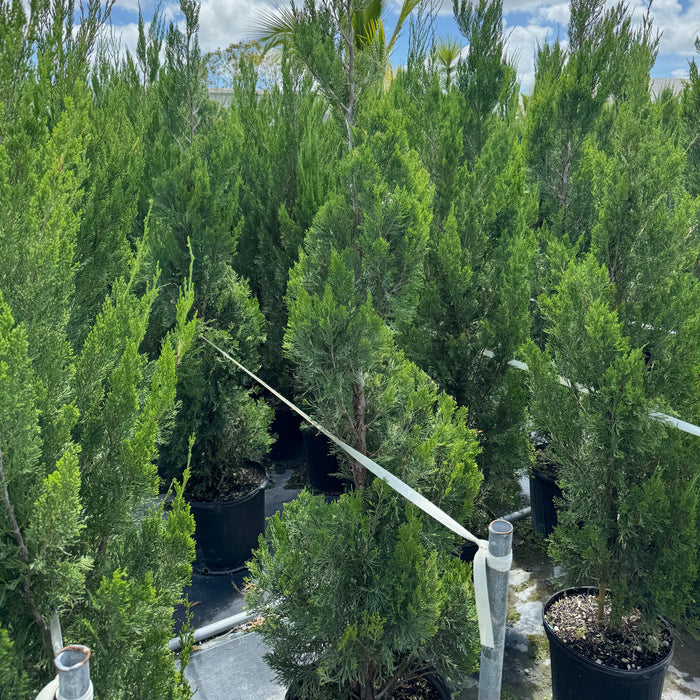 Large Topiary Spiral Brodie Eastern Red Cedar Juniper in nursery 5gal container pot.