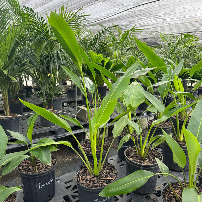 Travelers palm in bench row of potted palm