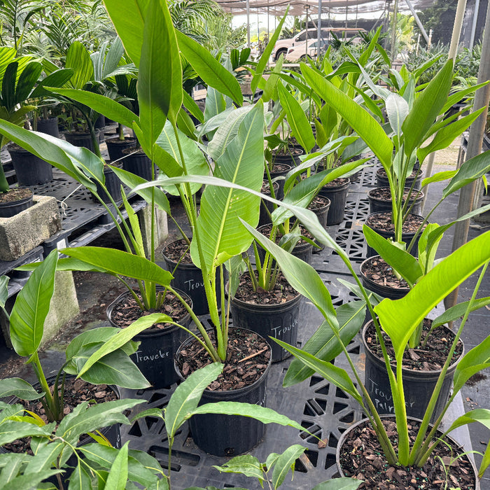 Travelers palm in bench row of potted palm