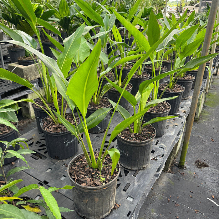 Travelers palm in bench row of potted palm