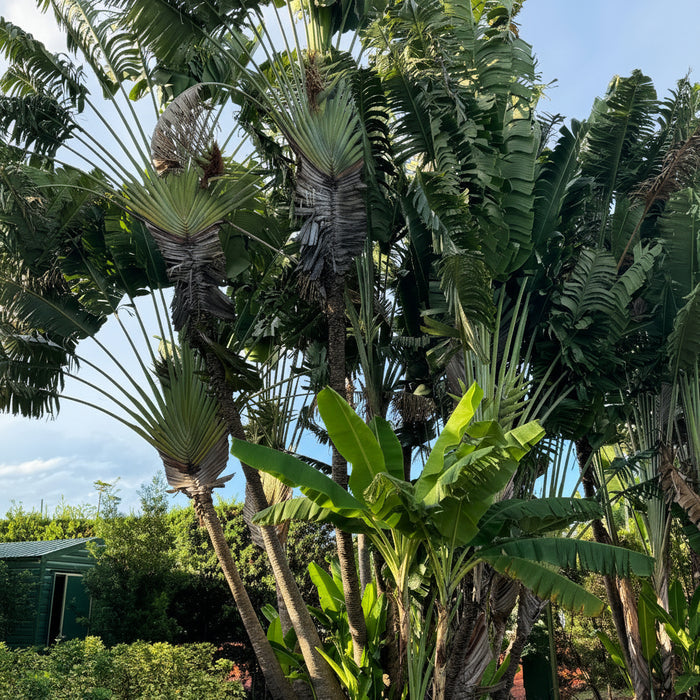 Travelers palm tall palm trees with a clear blue sky in the background