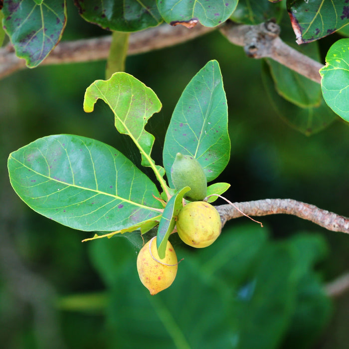 Tropical almond fruit tree close up of fruit
