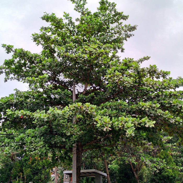 Tropical almond fruit tree