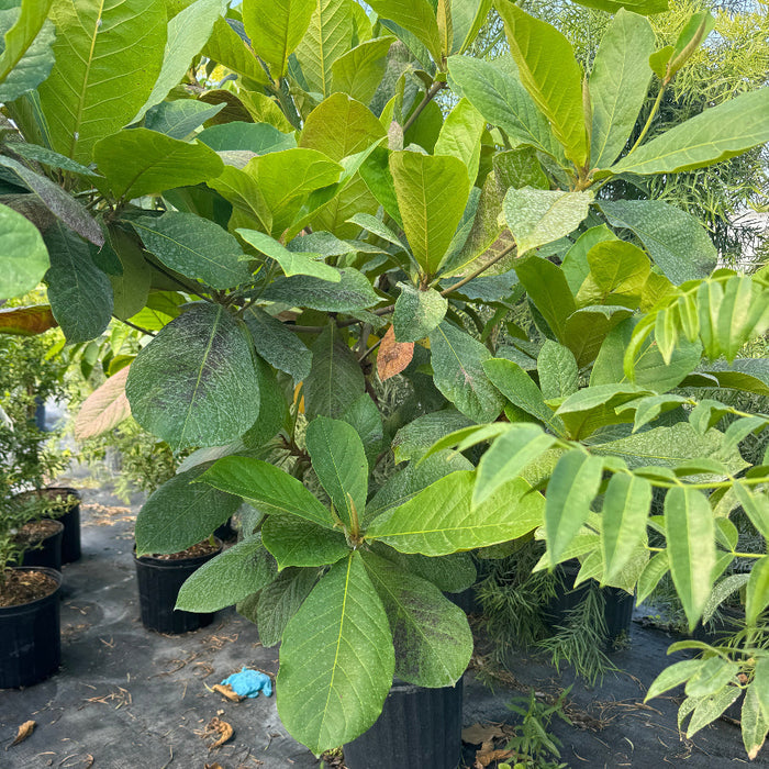Tropical almond fruit tree