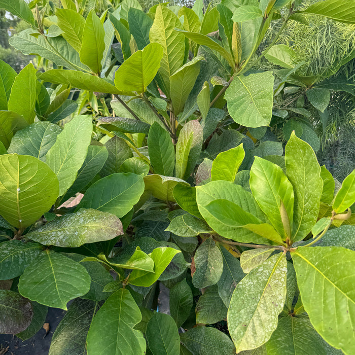 Tropical almond fruit tree close up