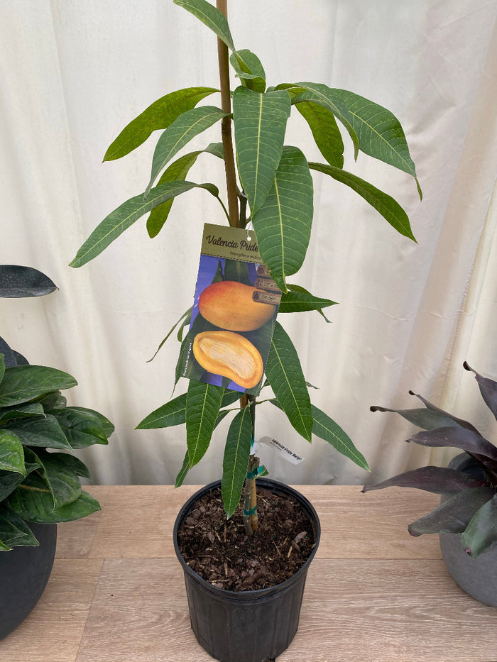 Young Valencia Pride Mango tree sapling in a black nursery pot.
