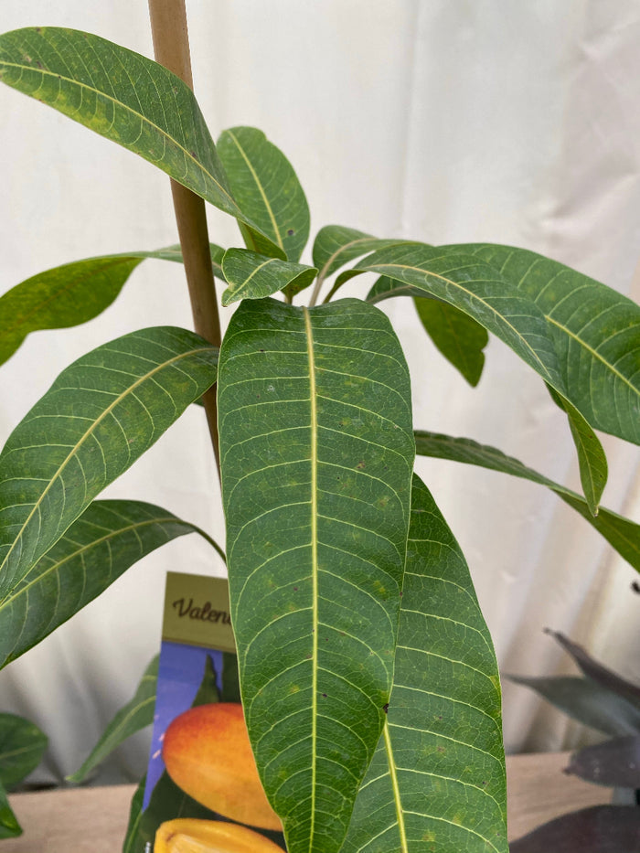 Close-up of the long green leaves on a young Valencia Pride Mango tree.