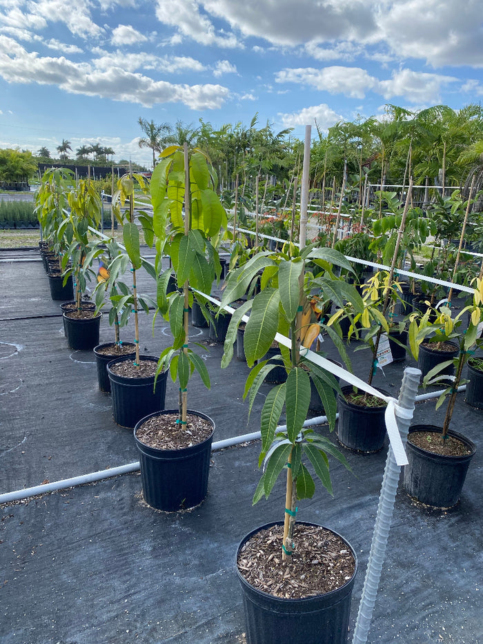 A row of young, potted Valencia Pride Mango Trees