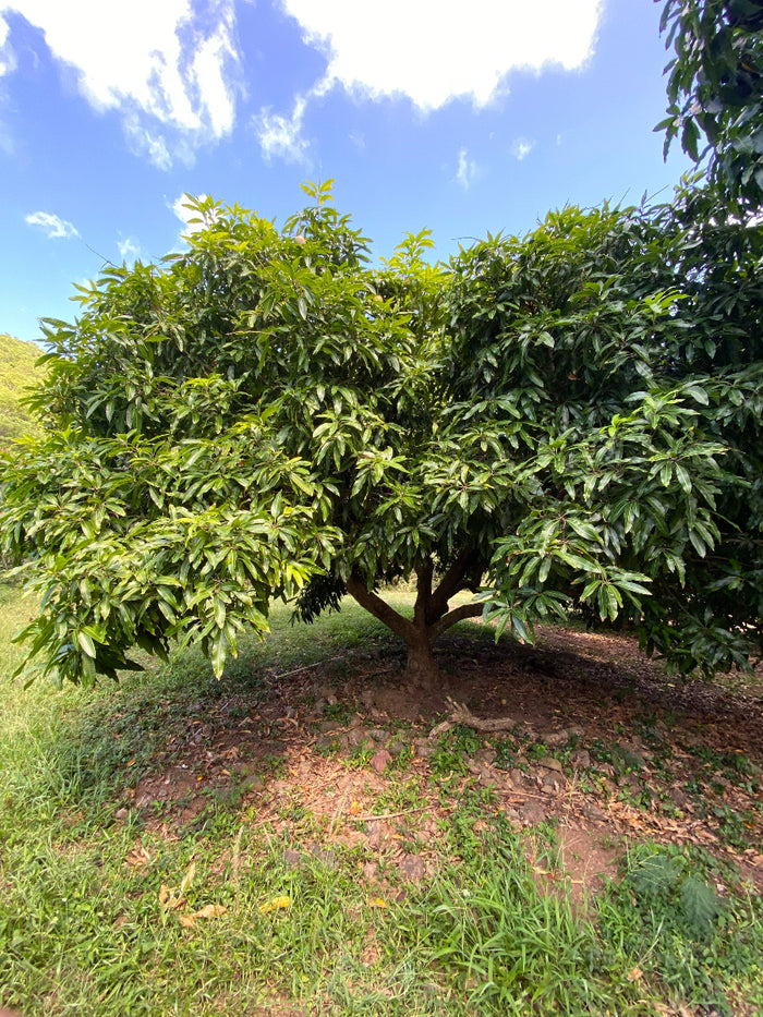 A lush Valencia Pride Mango Fruit Tree growing outdoors in a sunny tropical landscape.