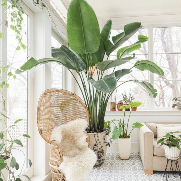 White Bird of Paradise, Strelitzia Nicolai in a decorative container with tall upright stems and large, lush green arching leaves, ideal for bright indoor living spaces and tropical home decor.