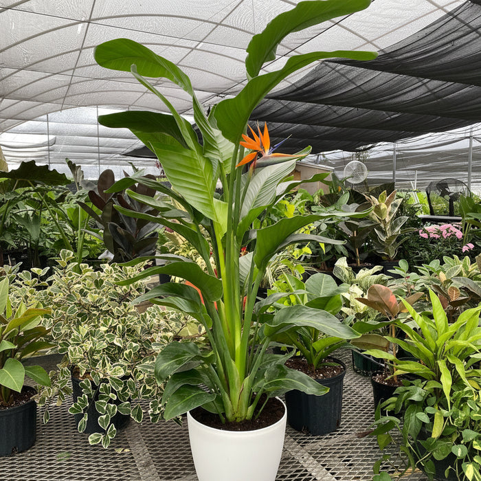 White Bird of Paradise, Strelitzia Nicolai in a white decorative planter with tall upright stems and lush green arching leaves, ideal for bright indoor spaces and modern home decor.