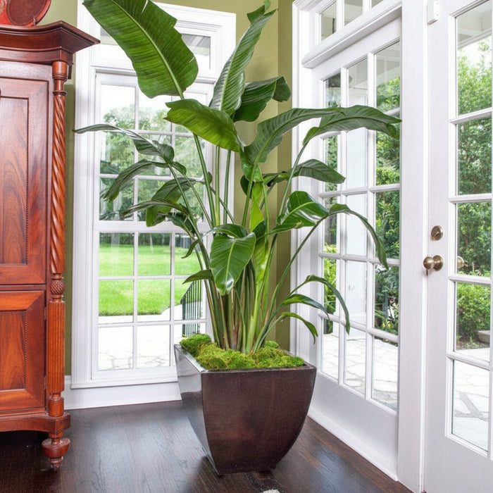 White Bird of Paradise, Strelitzia Nicolai in a brown decorative planter with tall upright stems and large, lush green arching leaves, ideal for bright indoor living spaces and tropical home decor.