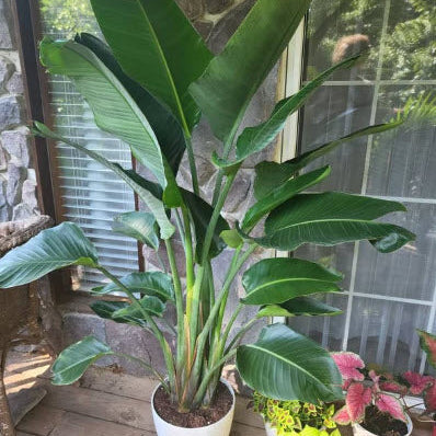 White Bird of Paradise, Strelitzia Nicolai in a white pot with tall upright stems and lush green arching leaves, ideal for outdoor patios and tropical landscapes.